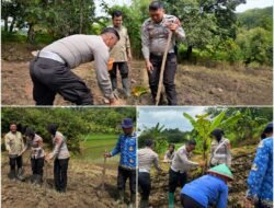 Sat Lantas Polres Kuningan Tanam Jagung di Cibulan, Dukung Ketahanan Pangan Nasional