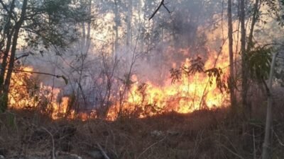 Waspada Musim Kemarau: Potensi Kebakaran Hutan Meningkat, Masyarakat dan Pemkab Way Kanan Diminta Bersiap